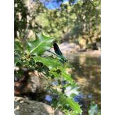 The Damselfly Instinct - 8